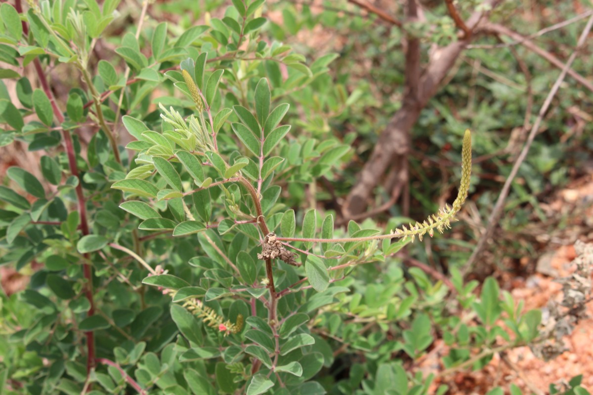 Indigofera hirsuta L.